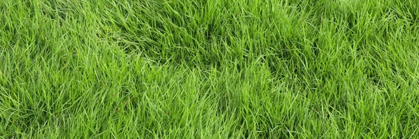 Green Grass Banner Background Lush Green Grass Background — Stock Photo, Image