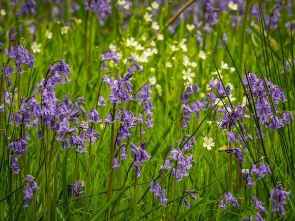 Der Teppich Aus Intensivem Blau Unter Der Baumkrone Ist Eines — Stockfoto