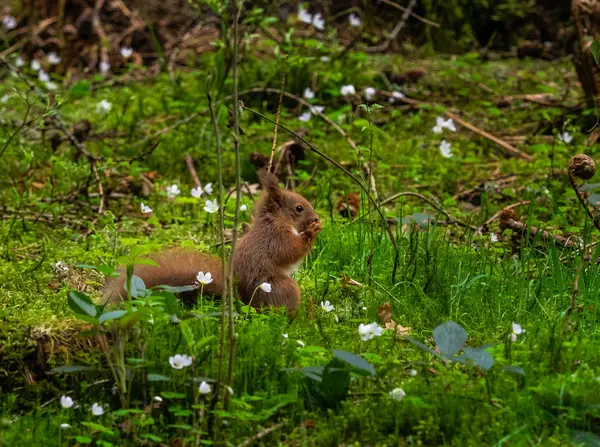 Esquilo Vermelho Parque Nacional Trossachs Oeste Escócia Sentado Uma Área — Fotografia de Stock