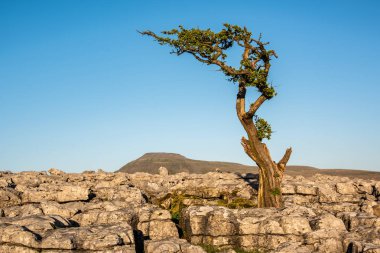 Twistleton yara üzerinde kaldırım yalnız ağaç amonst kireçtaşı yukarıda Yorkshire Dales Ingleton Köyü