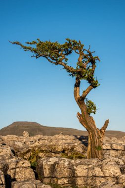 Twistleton yara üzerinde kaldırım yalnız ağaç amonst kireçtaşı yukarıda Yorkshire Dales Ingleton Köyü