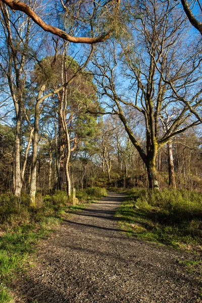 Weg Oder Straße Durch Den Wald Zeitigen Frühling — Stockfoto