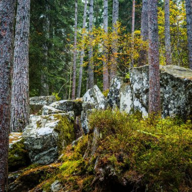 Hermitage yakınındaki Dunkeld Perthshire otelleri, ormanda sonbahar renkleri