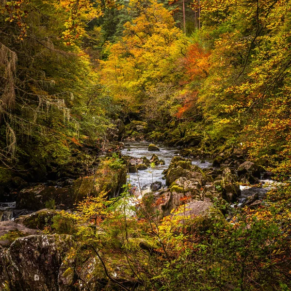 Χρώματα Του Φθινοπώρου Στη Σκήτη Για Την Braan Ποταμού Κοντά — Φωτογραφία Αρχείου