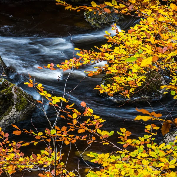Herbst Der Einsiedelei River Braan Bei Dunkeld Perthshire — Stockfoto