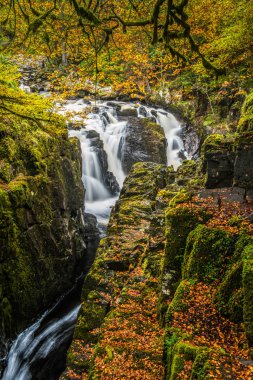 Sonbahar renkleri ve nehir Braan Hermitage yakınındaki Dunkeld, Perthshire İskoçya'nın dağlık
