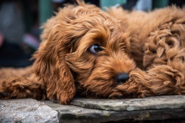 A young red cockapoo puppy lying relaxing on paving in the garden on a sunny day with a watching eye of activities nearby clipart