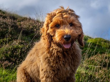 A young red Cockapoo puppy enjoying being on the open hillside in Scotland amongst the heather clipart