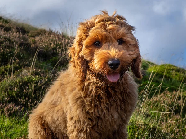 Seekor Anak Anjing Cockapoo Muda Menikmati Berada Bukit Terbuka Skotlandia — Stok Foto