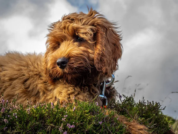 Seekor Anak Anjing Cockapoo Muda Menikmati Berada Bukit Terbuka Skotlandia — Stok Foto