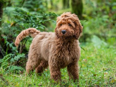 A young red Cockapoo puppy enjoying being amongst the trees in a local forest clipart
