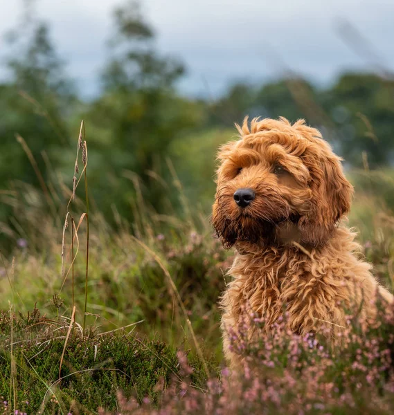 Young Red Cockapoo Puppy Enjoying Being Amongst Heather Local Moorland — Stock Photo, Image
