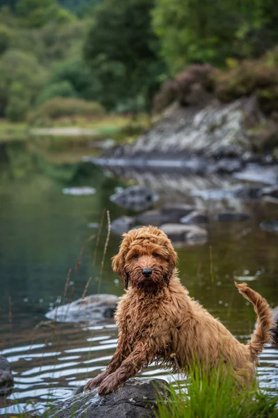 Cockapoo Puppy Sitting Patiently Waiting Get Feed Rock Hills Scotland — Stock Photo, Image