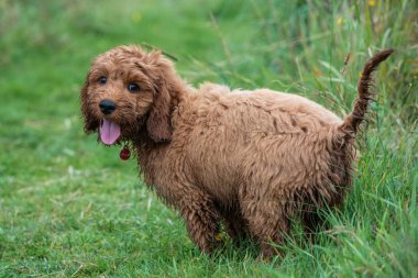 Bahçede bir oyun oturumu sırasında bir an için hala bir cockapoo köpek yavrusu ayakta