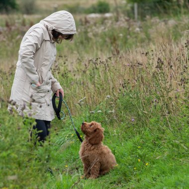 A muamele etmek--dan onun kadın sahip çıkmayı bekleyen bir alanda oturan bir genç cockapoo köpek yavrusu.