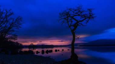 Loch Lomond, Balmaha Köyü, İskoçya, İngiltere'de yakın kıyısında Milarrochy koyunda yalnız bir ağaç.