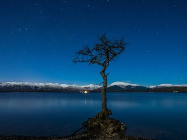 Loch Lomond, Balmaha Köyü, İskoçya, İngiltere'de yakın kıyısında Milarrochy koyunda yalnız bir ağaç.