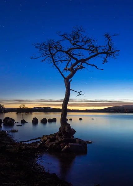 Uma Árvore Solitária Milarrochy Bay Nas Margens Loch Lomond Perto — Fotografia de Stock