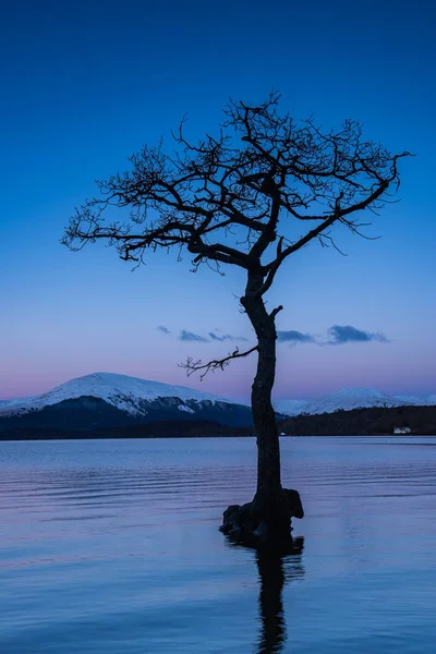 Uma Árvore Solitária Milarrochy Bay Nas Margens Loch Lomond Perto — Fotografia de Stock
