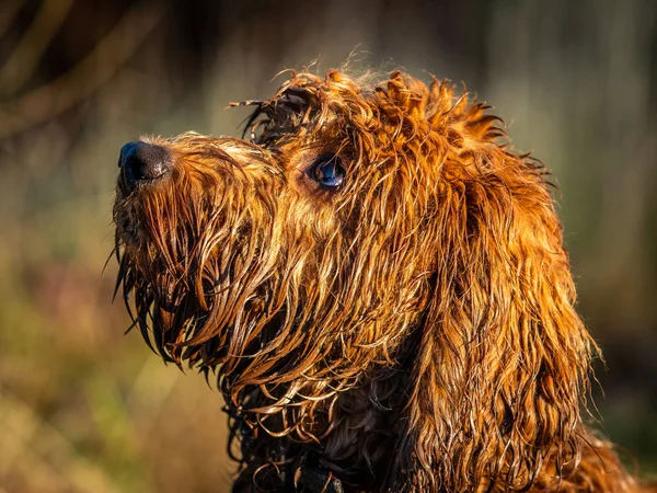 Very Wet Cockapoo Puppy Sitting Attentively Waititng Its Owners Commands — Stock Photo, Image