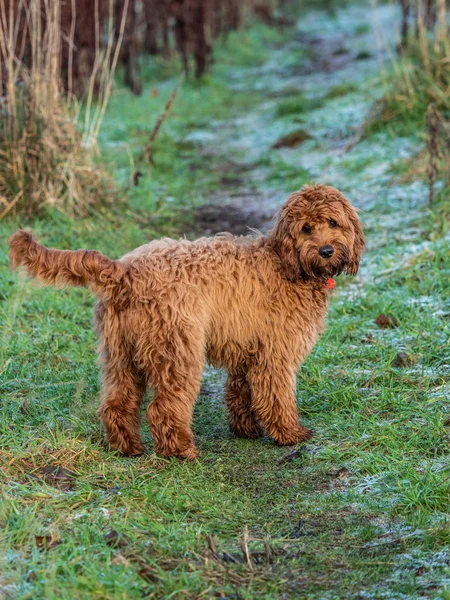 Cockapoo Puppy Waiting Its Owner Path Cold Frosty Morning — Stock Photo, Image