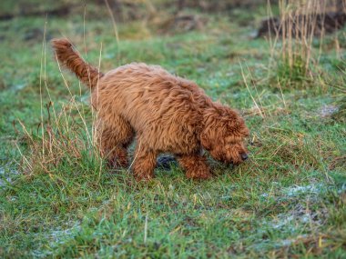 Sabah yürüyüş sırasında soğuk bir alanı keşfetmek bir cockapoo köpek yavrusu
