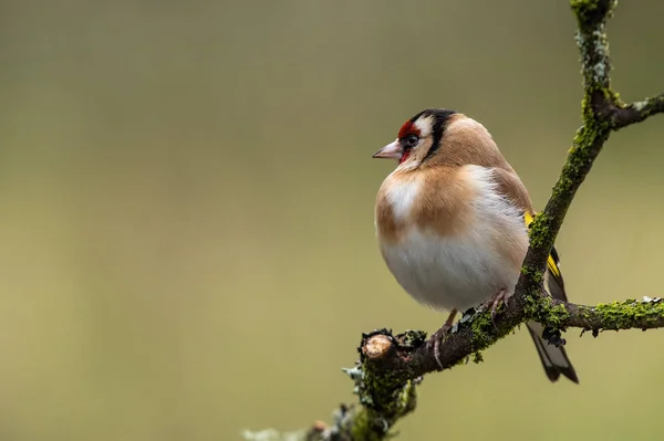 European Goldfinch Its Striking Red Crown Golden Back Bright Yellow — Stock Photo, Image