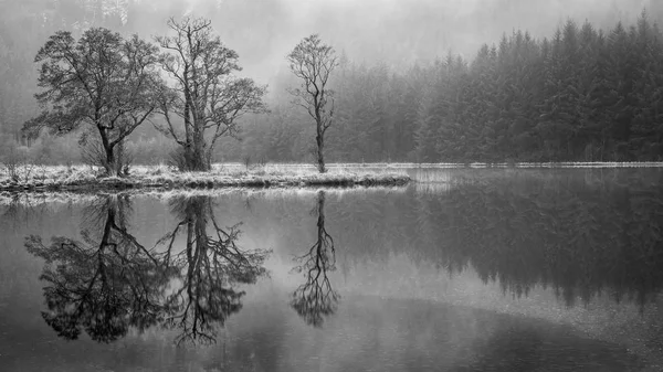 Отражения Трех Деревьев Спокойных Водах Лох Чона Шотландском Нагорье — стоковое фото