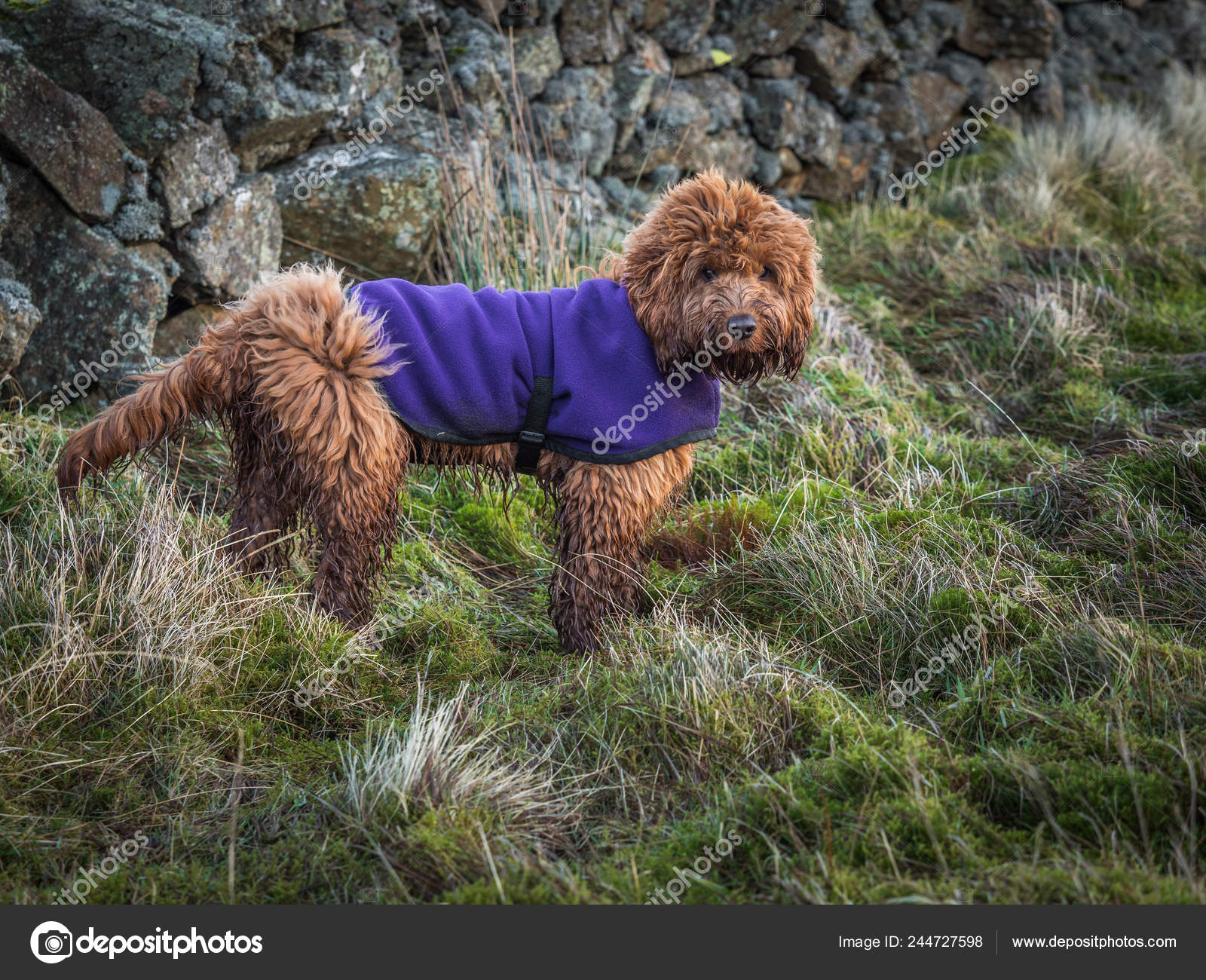 cockapoo clothes for dogs