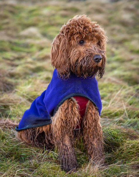 Muddy Young Cockapoo Puppy Enjoying Walk Outdoors Hillside — Stock Photo, Image