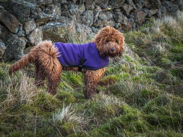 Seekor Anak Anjing Cockapoo Muda Berlumpur Menikmati Berjalan Jalan Luar — Stok Foto