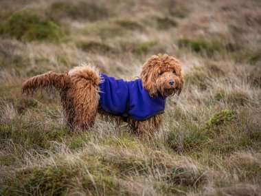 Açık havada yamaca bir yürüyüş zevk bir çamurlu genç cockapoo köpek yavrusu