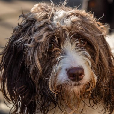 Genç güneşin tadını Sproodle 