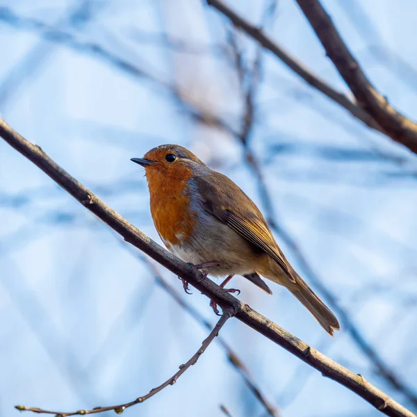 Robin perched in tree — Stock Photo, Image