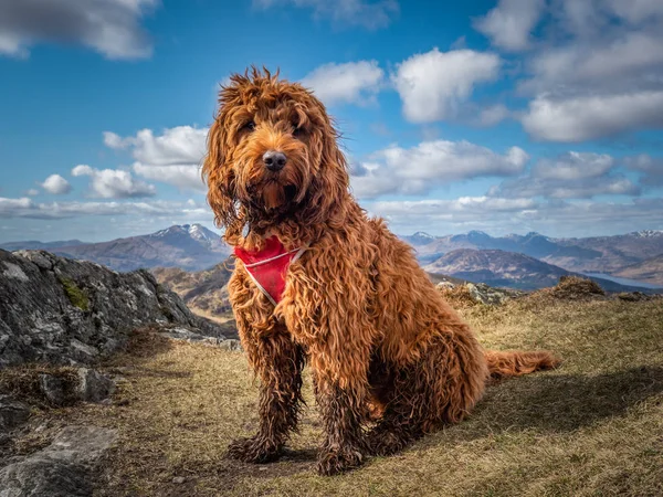 Cockapoo on a mountain Royalty Free Stock Photos