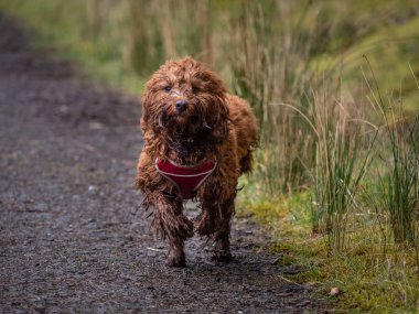 Cockapoo orman yolunda koşuyor