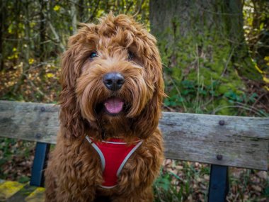 Cockapoo bir bankta dinlenmek