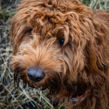 Bir cockapoo portresi