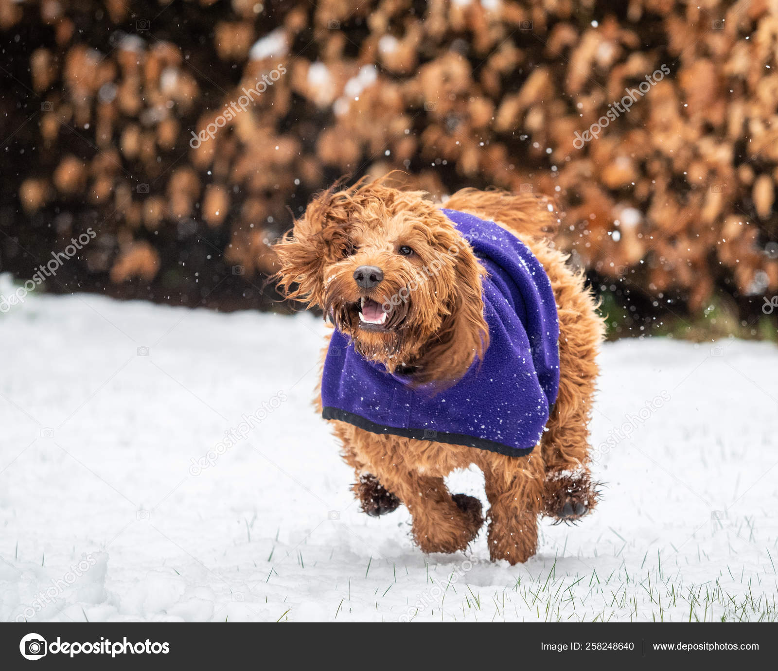 cockapoo clothes for dogs