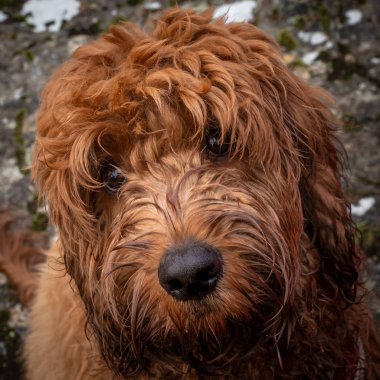 Cockapoo sevgi dolu bir görünüm