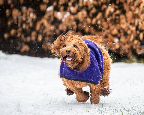 A cockapoo playing in snow