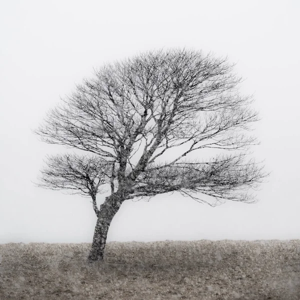 Árvore solitária na tempestade de neve — Fotografia de Stock