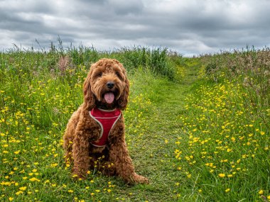 Cockapoo puppy in a field of wild flowers clipart