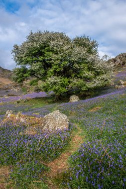 Bluebells ile Yol
