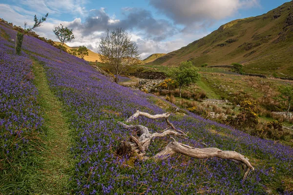 Viejo árbol en las campanas azules en Rannerdale — Foto de Stock