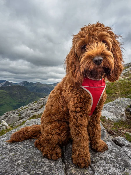 Cockapoo sitting on a rock — Stock Photo, Image