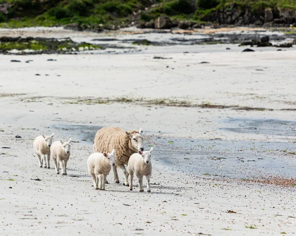 Family of Sheep on the beach — Stock Photo, Image