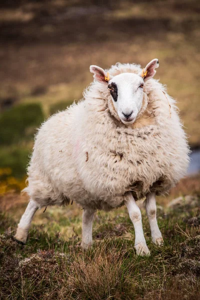 İskoç tepe çiftliğinde siyah gözlü bir koyun. — Stok fotoğraf