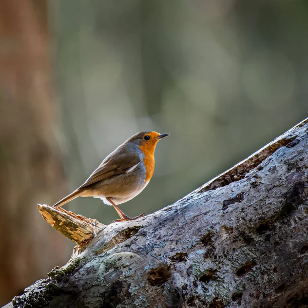 Um Robin de pé num tronco de árvore caído — Fotografia de Stock