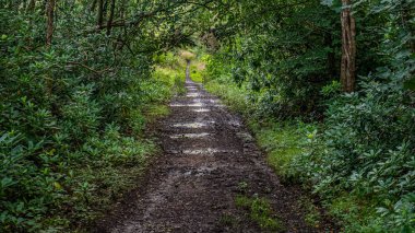 Ormanda Yürüyüş Parkuru